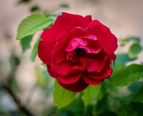 春見耙耙柑樹耐寒多少度(春見耙耙柑幾月份結(jié)束)