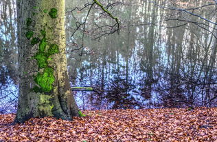 柑橘創意設計:果味靈感與視覺美學的跨界碰撞