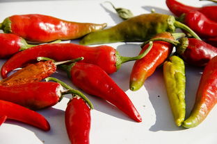 新品柑橘枝條363顆震撼上市：高產抗病品種，果園升級必備良種