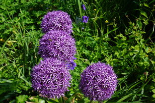 柑橘病蟲害噴什么藥好(柑橘病蟲害防治方法大全)