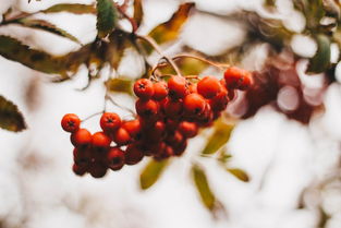 沃柑一年施幾次肥好活(沃柑一年施幾次肥好活些)