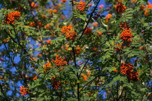 柑橘樹清園殺紅蜘蛛卵用什么藥(柑橘樹清園殺紅蜘蛛卵用什么藥水)