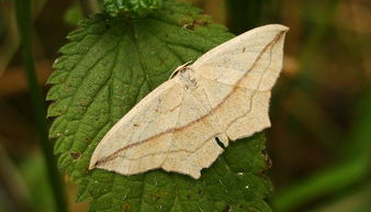 沃柑在四川可以種植嗎(四川沃柑產(chǎn)地是哪里最好)