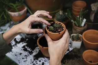 柑橘種植技術施肥管理論文（柑橘幼苗施肥技術視頻）