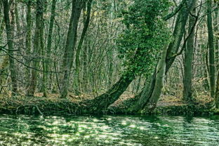 沃柑在北方怎么嫁接(沃柑樹嫁接技術視頻)