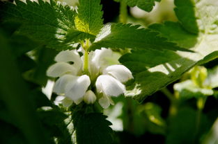 種柑橘修剪技術(shù)有哪些(種柑橘修剪技術(shù)有哪些方法)