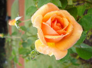 大芬四號由良蜜桔哪個更好(大芬4號桔樹苗)