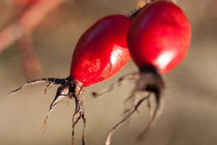柑橘果實特征有哪些(柑橘果實特征有哪些種類)