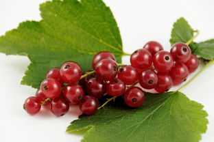 懷孕能吃沙糖桔嗎(孕期能吃沙糖桔嗎)