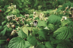 柑橘6月幾日可讓它抽夏梢(柑橘什么時(shí)候收獲)
