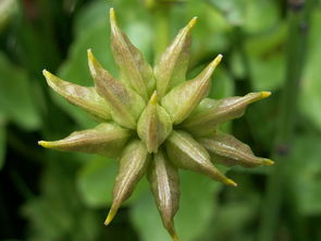 沃柑成熟期哪幾個月水果(沃柑生長期和成熟期)