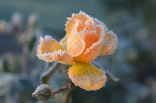 柑橘冬天怎樣保存(柑橘冬季保果)