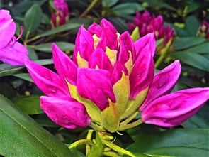 柑橘現蕾期噴什么藥（柑橘在花蕾期可以保花嗎?）