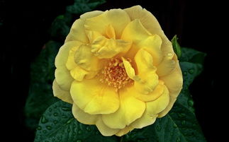 紅美人柑橘幾天會(huì)爛(紅美人柑橘怎么不會(huì)爛)