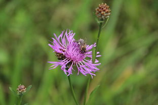柑橘銹果病圖片(柑橘銹病癥狀)