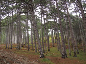 柑橘苗長(zhǎng)粗壯如何配方施肥(柑橘樹(shù)苗怎樣才能長(zhǎng)得更快)