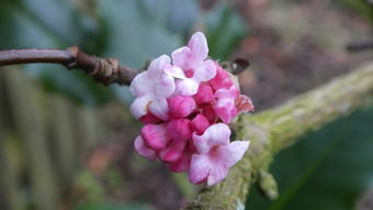 大紅柑種植技術(shù)視頻(大紅柑種植技術(shù)視頻教程)