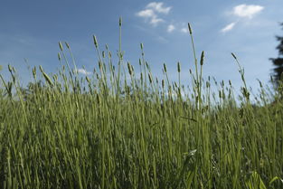 春見的技術管理（春見栽培技術）