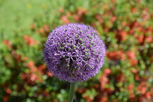 春見的技術管理（春見栽培技術）