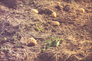 柑橘新品種優(yōu)良有哪些特點(柑橘新品種優(yōu)良有哪些特點和作用)