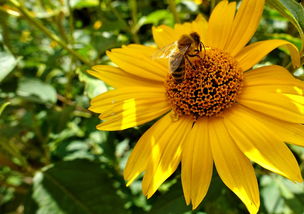 柑橘開花前需要施肥嗎(柑橘開花前打什么藥)
