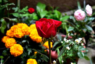 橘子樹在陜西可以種植嗎(陜西關(guān)中地區(qū)能種橘子嗎)