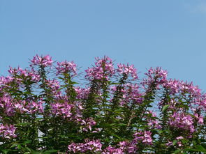 柑橘嫁接后新芽需防紅蜘蛛嗎（柑橘嫁接多久發芽）
