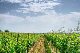 臺州紅美人柑橘種植技術(臨海紅美人柑橘多少錢)