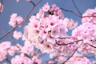 沃柑環割后幼果落花怎么辦呢視頻（沃柑環割后樹體發黃落葉）