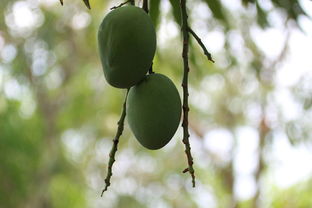 套袋柑橘還可以噴藥嗎(柑橘套袋的方法怎么套才不會漏水)