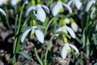 金桔樹修剪技術(金桔樹修剪技術與管理)