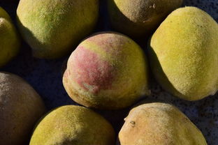 脆皮金桔多久施一次肥(脆皮金桔什么時(shí)候移栽好)