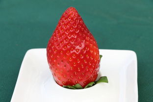 沃柑果凍橙哪個品種好一點(沃柑果凍怎么做)