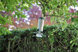 柑子樹長蟲用什么藥(柑子樹上的蟲子)