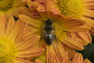 脆蜜金桔栽培管理技術視頻講解(脆蜜金桔種植條件)