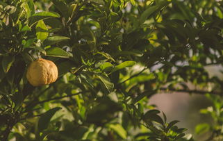 柑橘樹葉子發(fā)黃用什么藥能治好(柑橘樹葉子發(fā)黃干枯脫落怎么醫(yī)治?)