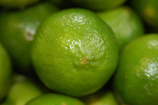 柑橘看葉識(shí)病(柑橘葉序)