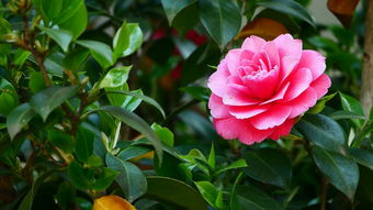 金桔病害用什么藥（金桔樹(shù)病蟲害防治農(nóng)藥）