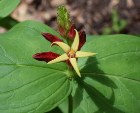 柑橘樹(shù)凍過(guò)后會(huì)恢復(fù)嗎(柑橘樹(shù)凍死)