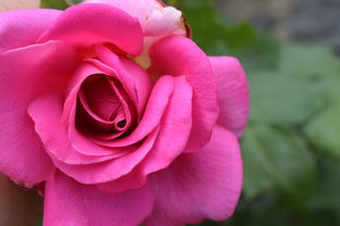 柑橘病蟲害綠色防控技術(shù)體系構(gòu)建與集成應(yīng)用研究