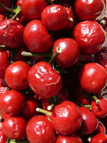 金桔紅蜘蛛蟲害圖片(金桔紅蜘蛛癥狀圖片)