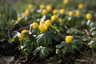 柑橘鳳蝶一生多長(柑橘鳳蝶的危害時期是什么時候)
