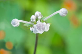 沃柑有花芽能打藥嗎(沃柑花少芽多怎么辦?)