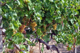 湖北柑橘種植技術(shù)(湖北省柑橘產(chǎn)業(yè)發(fā)展)