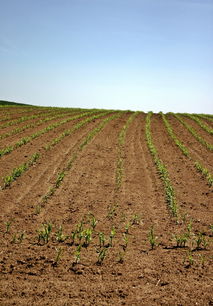 柑橘春季用藥注意事項(柑橘春天什么時候打藥)