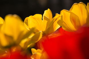 柑橘環割佳時間幾月幾日(柑橘環割過重怎樣補救)