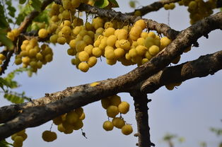 柑橘嫁接技術要領視頻教程圖片(柑橘嫁接圖解)