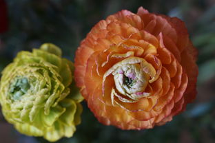 脆皮金桔圓還橢圓好呢(脆皮金桔圓形還是橢圓形)