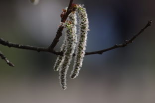 柑橘樹春天發芽時打什么藥好（柑橘發芽期打什么農藥）