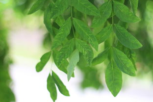 桔樹清園藥什么時間打好(桔子樹清園藥)